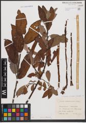 Foto von Salix caprea L. x Salix cinerea L. x Salix viminalis L.
